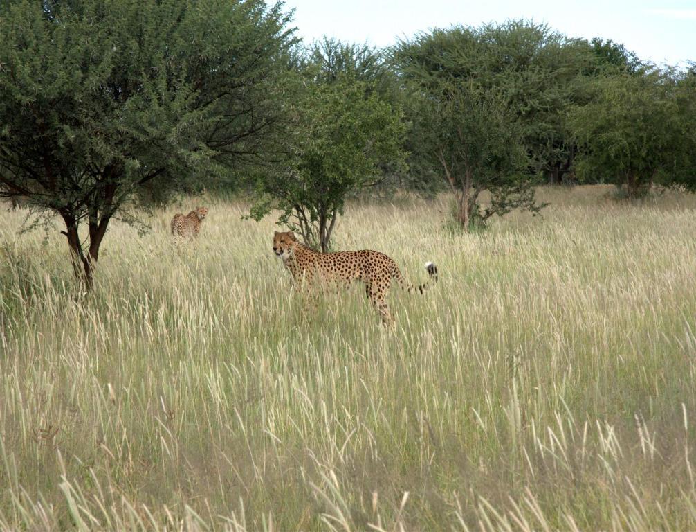 Vila Mokuti Etosha Namutoni Exteriér fotografie